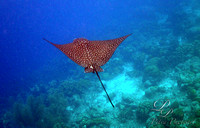 Underwater world